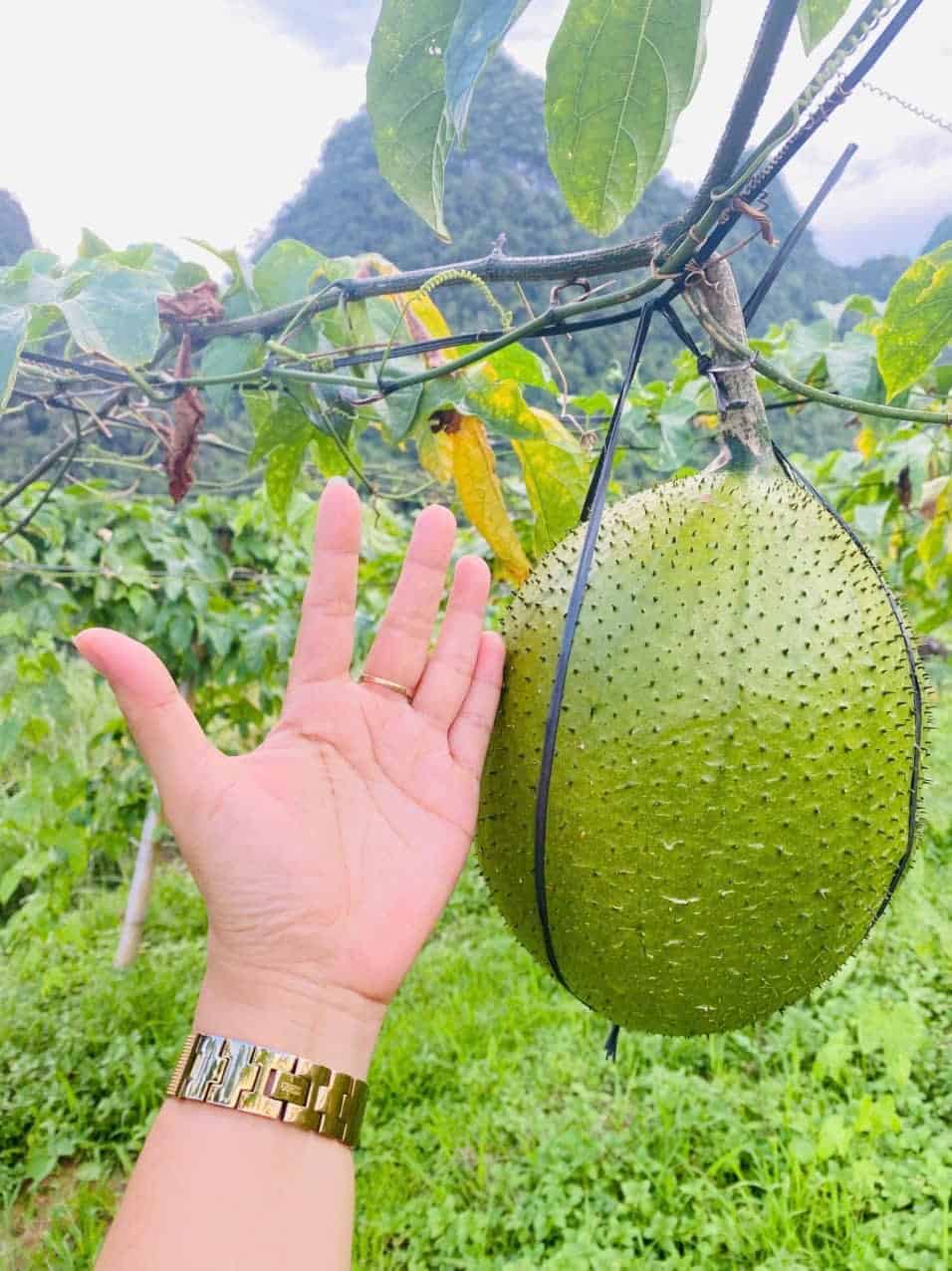 gac fruit